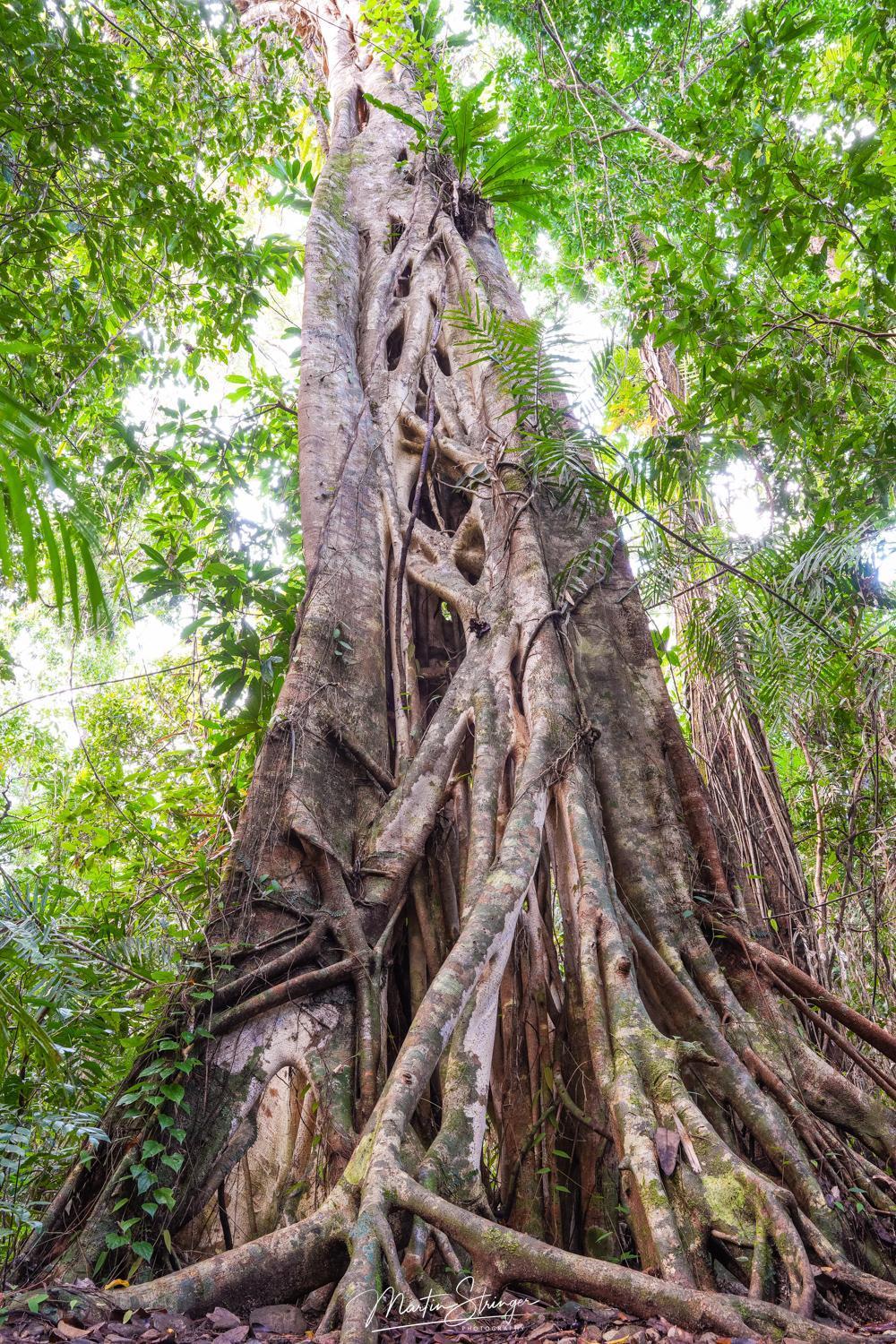 Noah Creek Eco Huts Lodge Cape Tribulation
